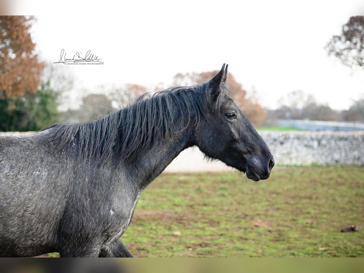 Murgese Jument 3 Ans 155 cm Rouan Bleu in Martina Franca