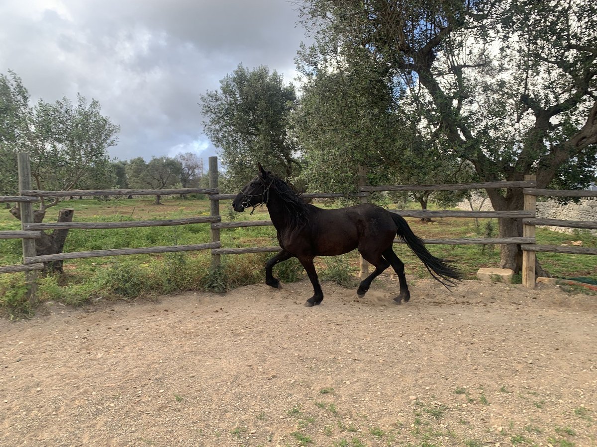 Murgese Jument 3 Ans 156 cm Noir in Ostuni Puglia