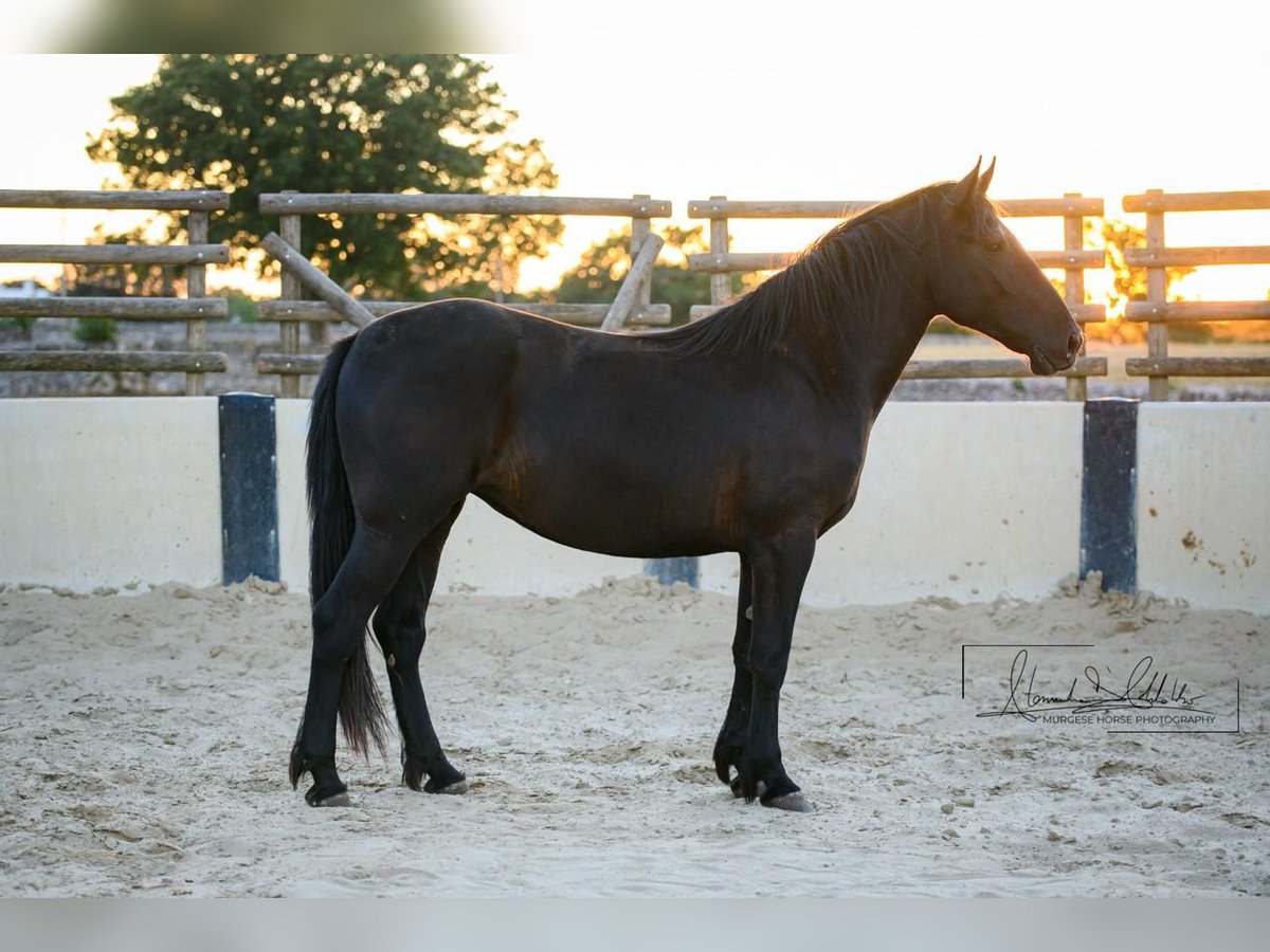 Murgese Klacz 2 lat 162 cm Kara in Noci
