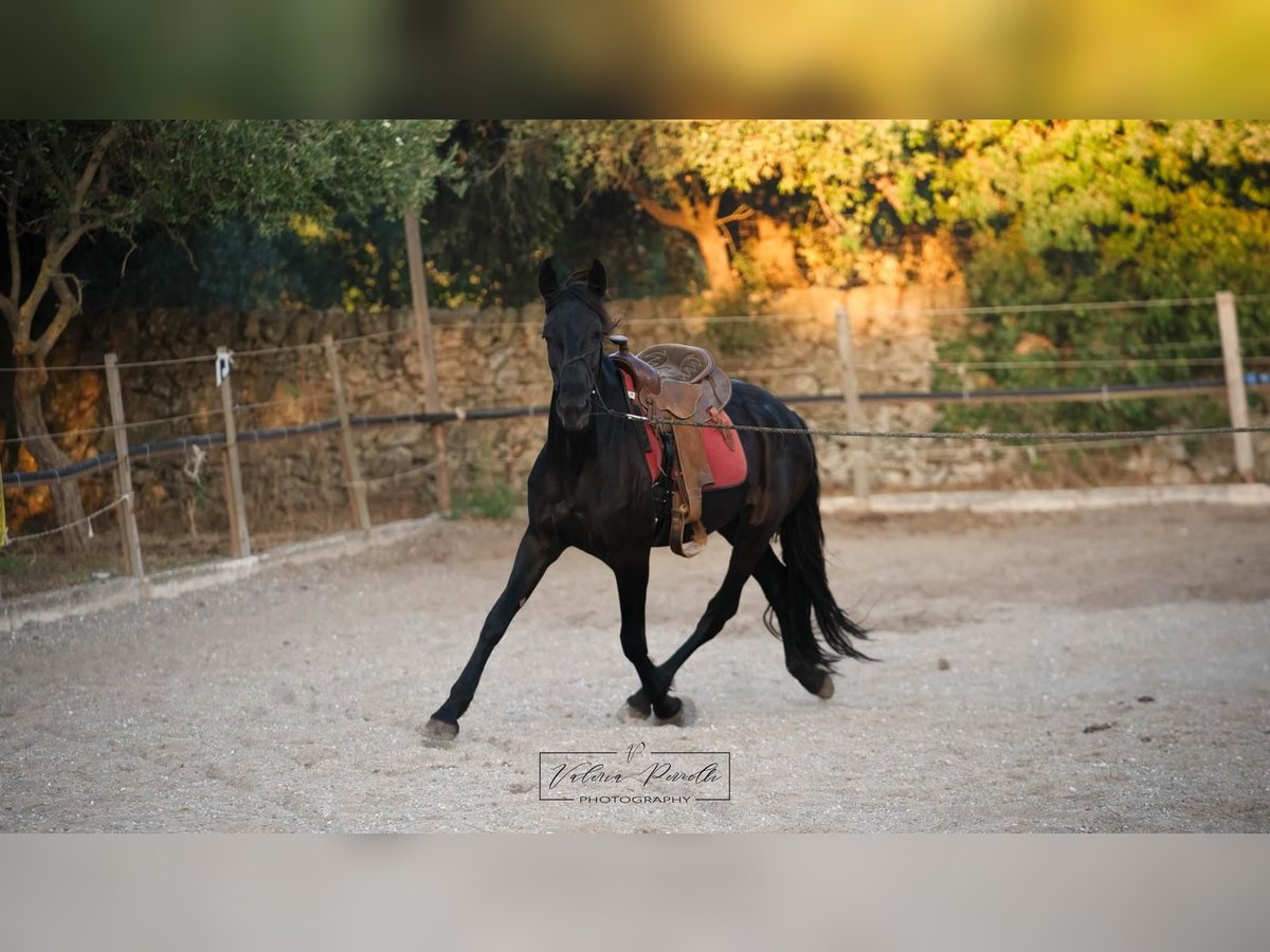 Murgese Klacz 3 lat 158 cm Kara in Martina Franca