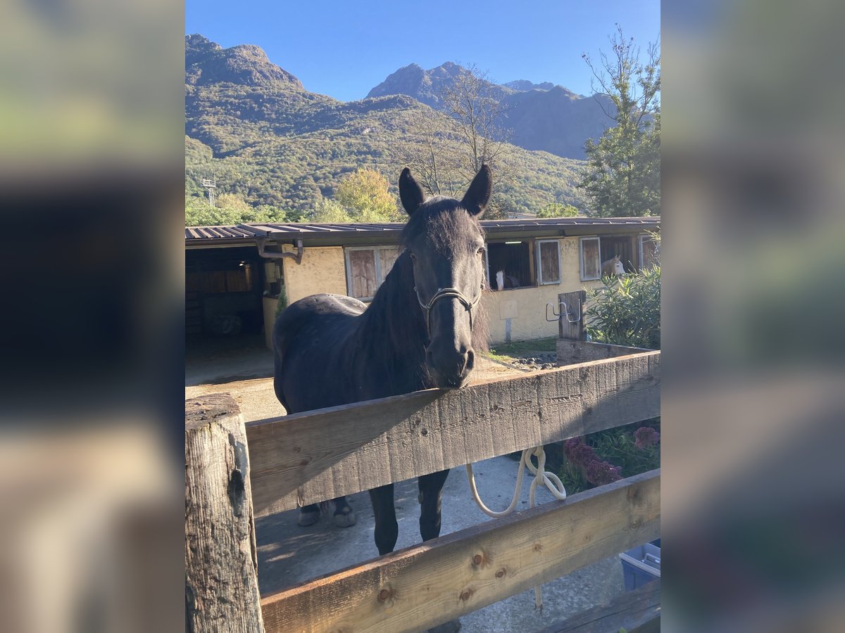 Murgese Mare 12 years 15,2 hh Black in Premosello chiovenda