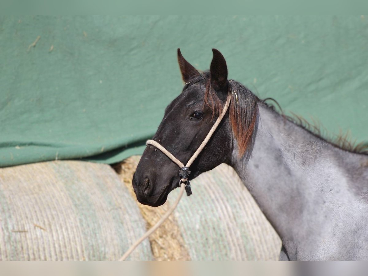 Murgese Mare 1 year 15,2 hh Roan-Blue in Martina Franca