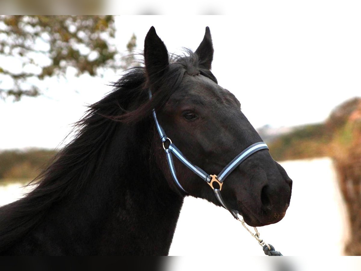 Murgese Mare 3 years 15,2 hh Black in Martina Franca