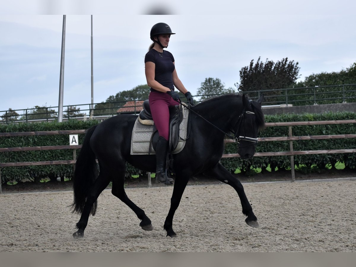 Murgese Mare 4 years 15,1 hh Black in Montfoort