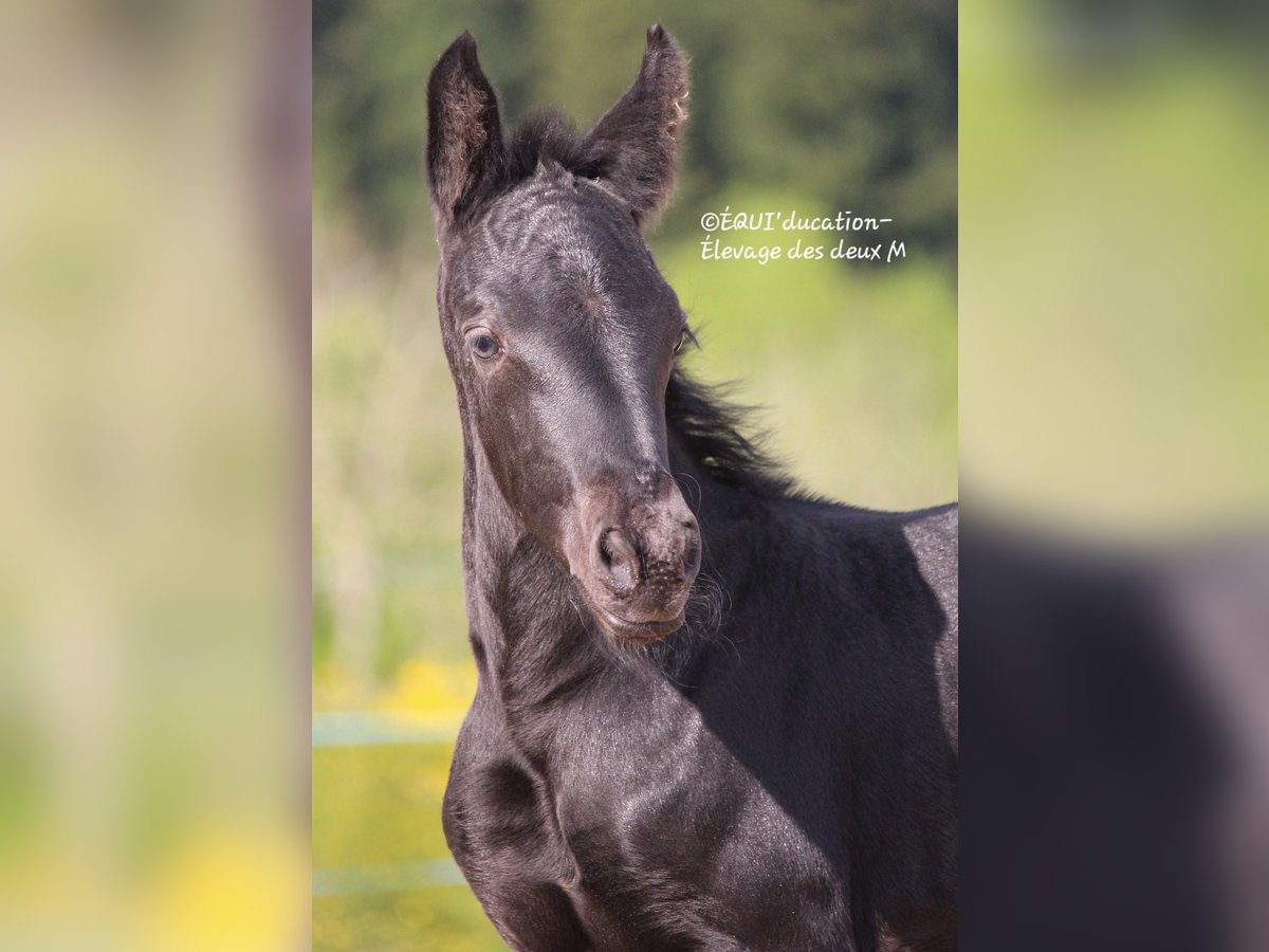 Murgese Mix Merrie  Roan-Blue in MARLHES
