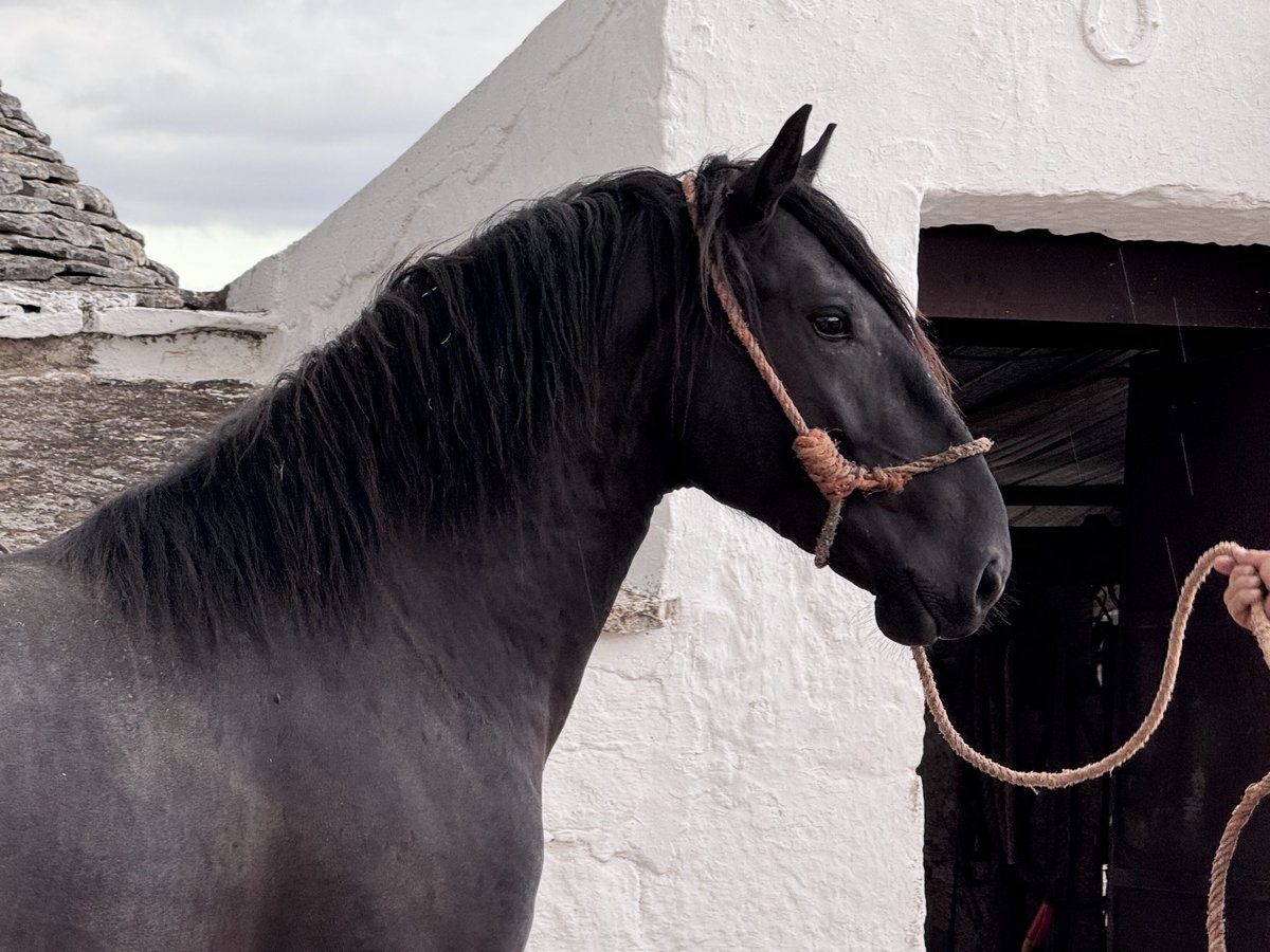 Murgese Ogier 2 lat 165 cm Kara in Martina Franca