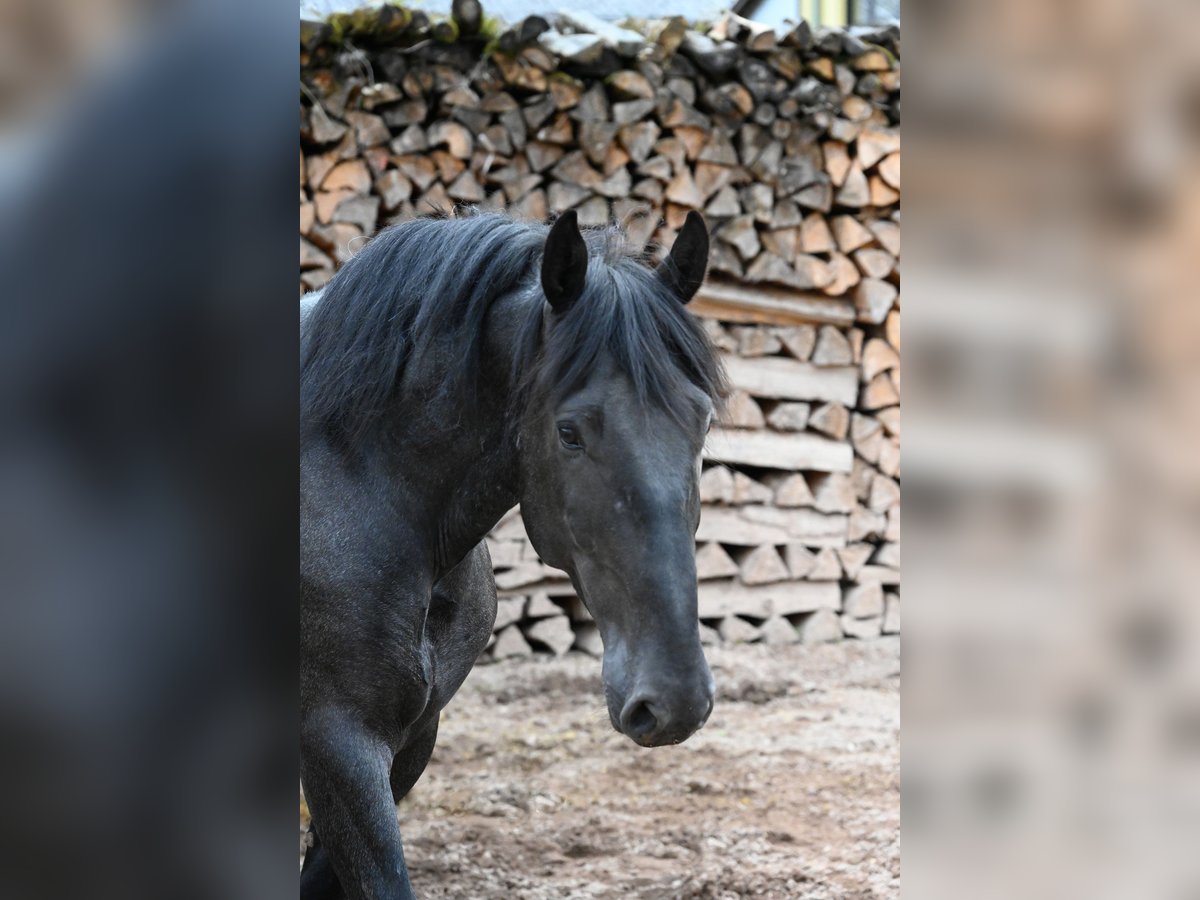 Murgese Ruin 5 Jaar 157 cm Roan-Blue in Martina Franca