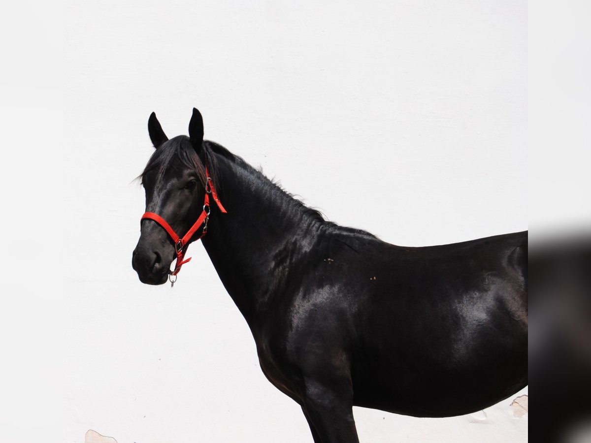 Murgese Stallion 2 years 15,1 hh Black in Murgia