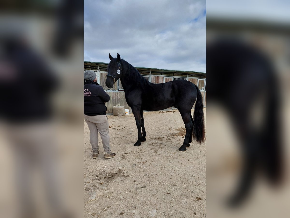 Murgese Stallion 2 years 15,2 hh Black in Melendugno