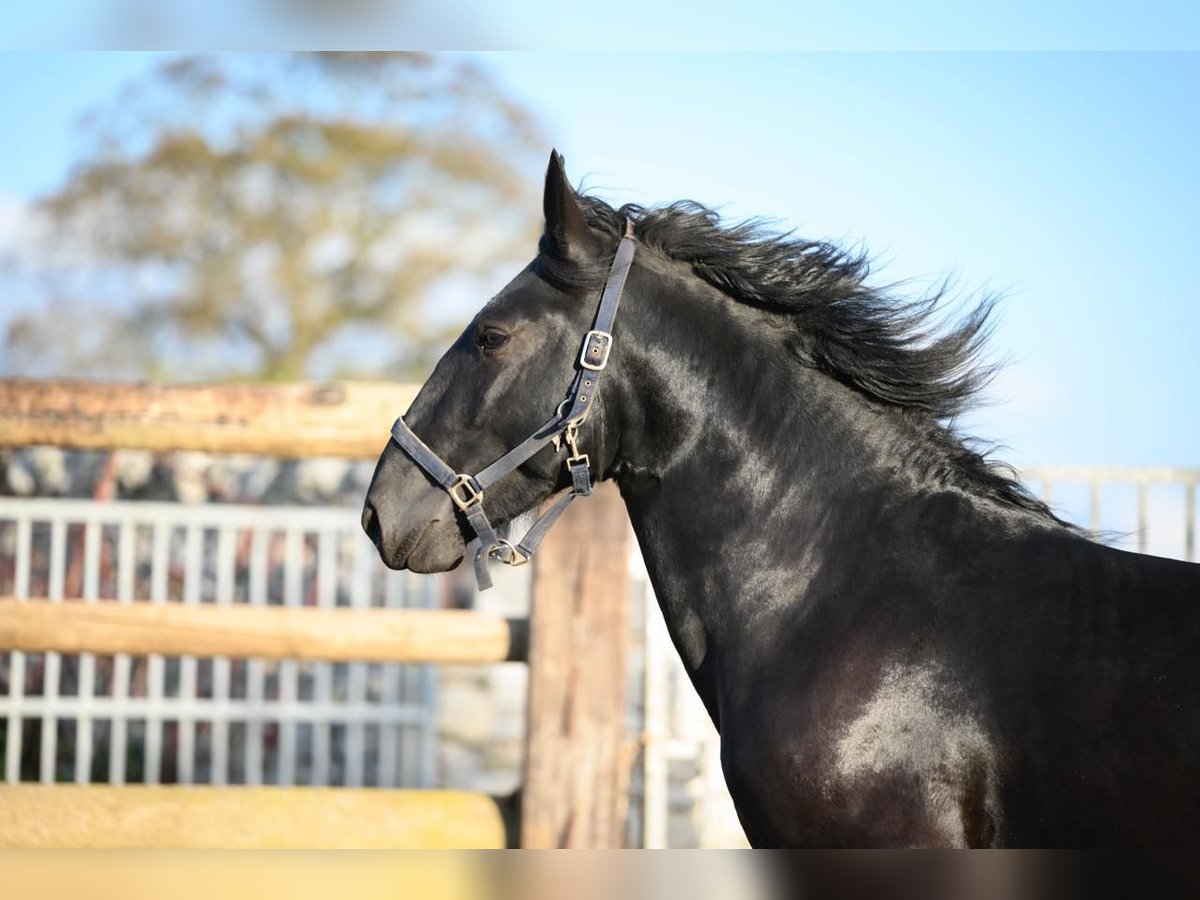 Murgese Stallion 3 years 15,3 hh Black in Martina Franca