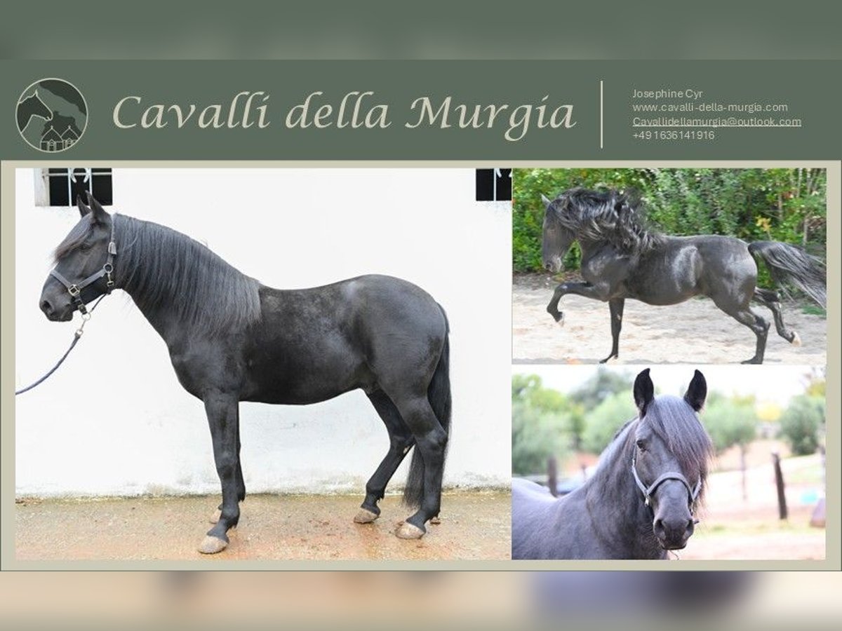 Murgese Stallion 3 years 15,1 hh Black in Martina Franca Murgese Stallion 3 years 15,1 hh Black in Martina Franca