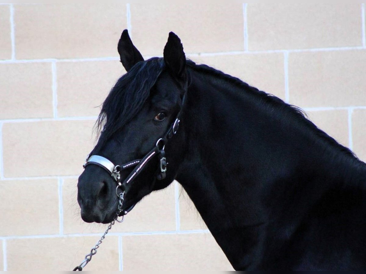 Murgese Stallion 3 years 16,1 hh Black in Copertino