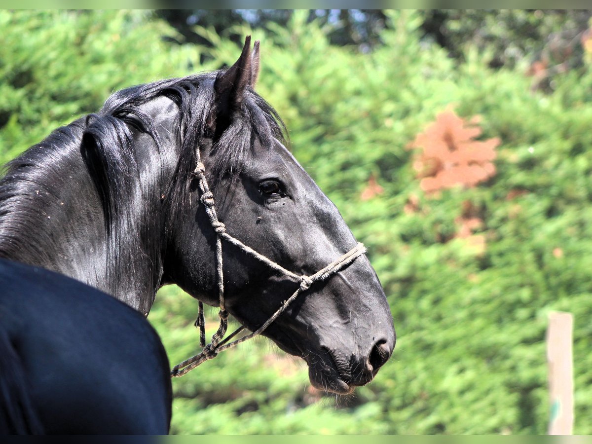 Murgese Stallion 3 years 16 hh Black in Martina Franca