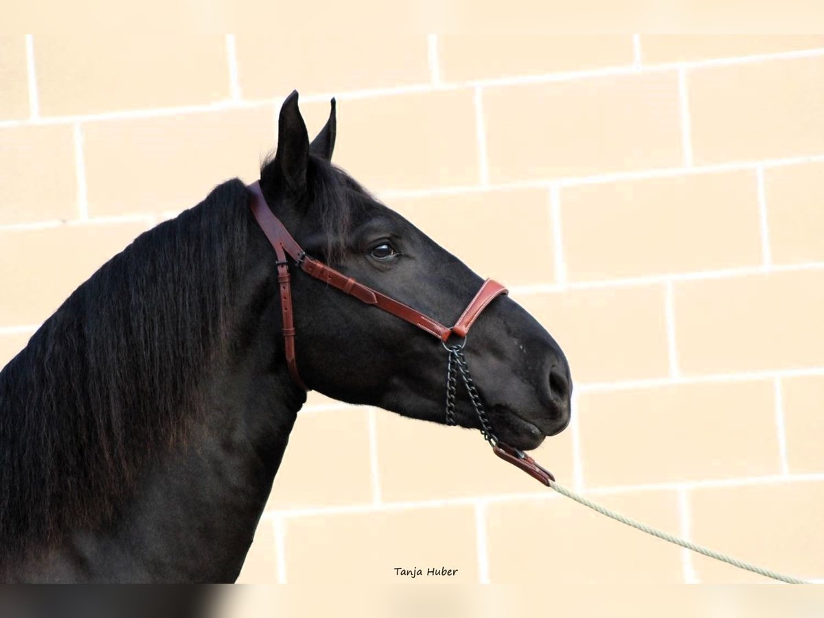 Murgese Stallion 3 years 16 hh Black in Martina Franca