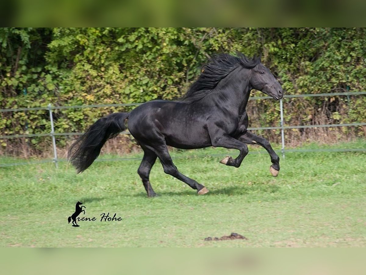 Murgese Stallion Black in Mainleus