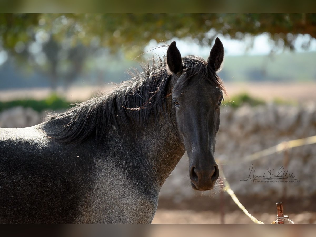 Murgese Stute 2 Jahre 154 cm Roan-Blue in Martina Franca