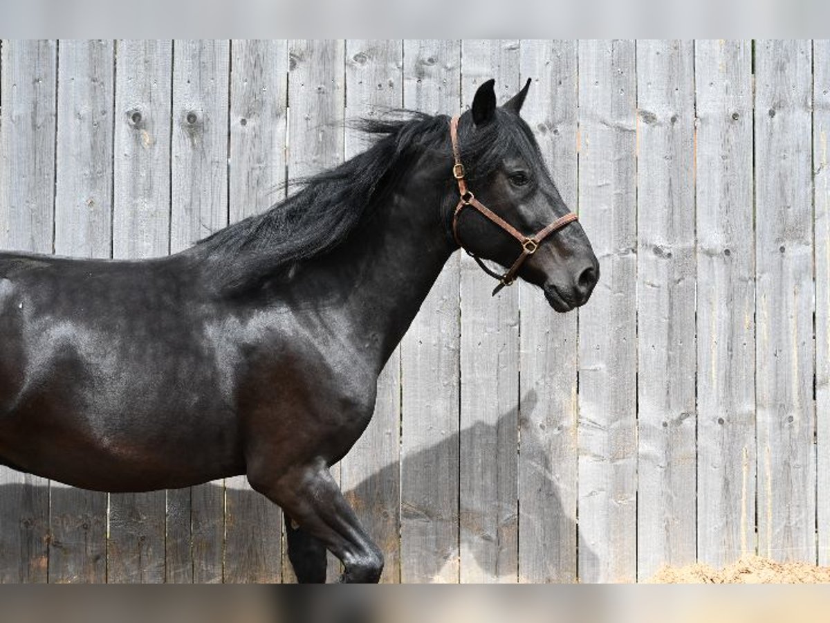 Murgese Wallach 6 Jahre 164 cm Rappe in Nohfelden