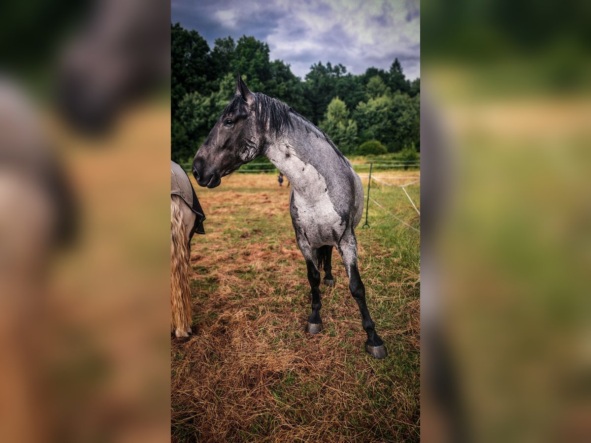 Murgese Wallach 6 Jahre 170 cm in Idstein
