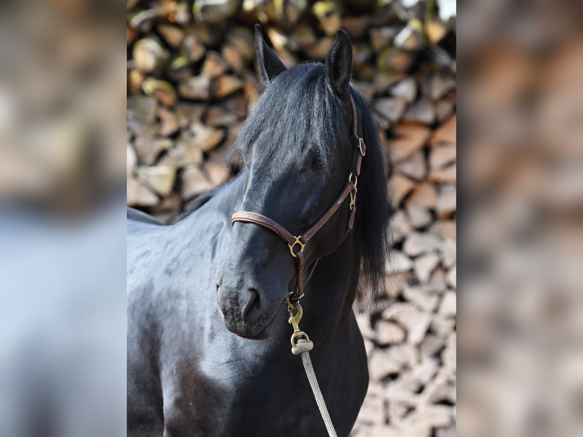 Murgese Wallach 7 Jahre 167 cm Rappe in Martina Franca