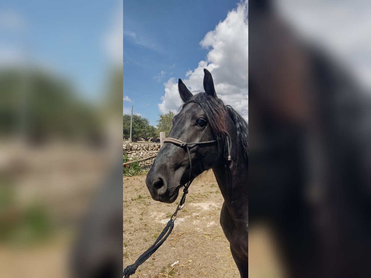 Murgese/caballo de las Murgues Caballo castrado 3 años 157 cm Negro in Martina Franca Murgese/caballo de las Murgues Caballo castrado 3 años 157 cm Negro in Martina Franca