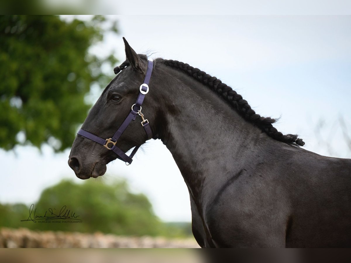 Murgese/caballo de las Murgues Caballo castrado 3 años 160 cm Negro in Wels