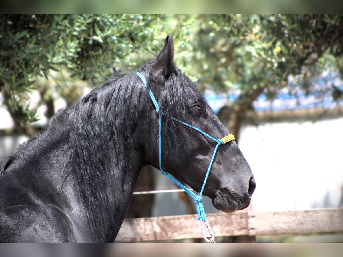 Murgese/caballo de las Murgues Caballo castrado 3 años 161 cm Negro in Martina Franca