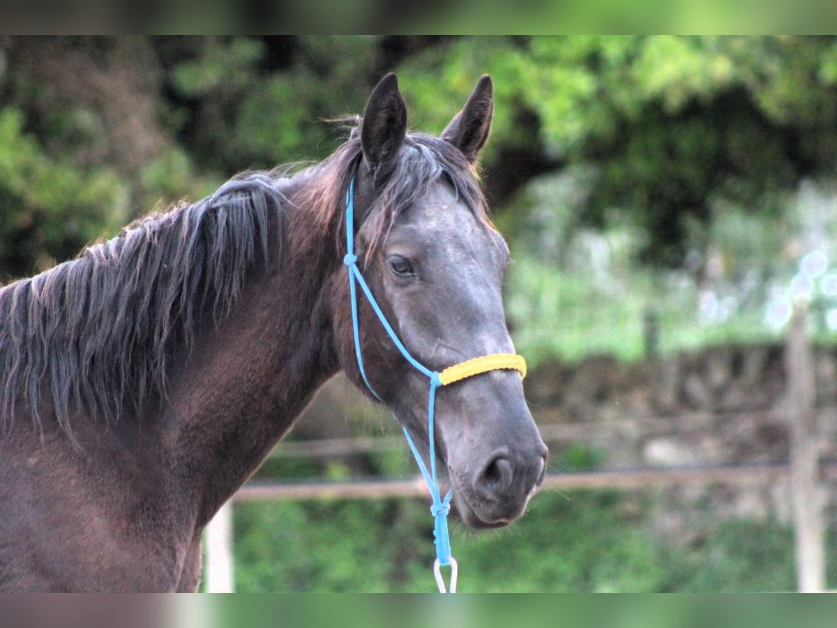 Murgese/caballo de las Murgues Caballo castrado 3 años 163 cm Negro in Wels