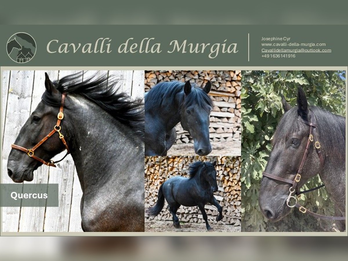 Murgese/caballo de las Murgues Caballo castrado 5 años 157 cm Ruano azulado in Martina Franca