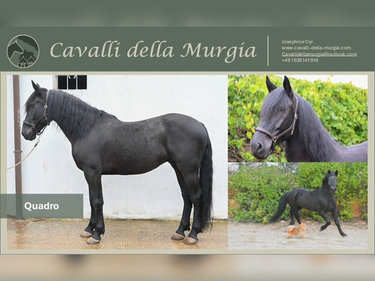 Murgese/caballo de las Murgues Caballo castrado 5 años 164 cm Negro in Martina Franca