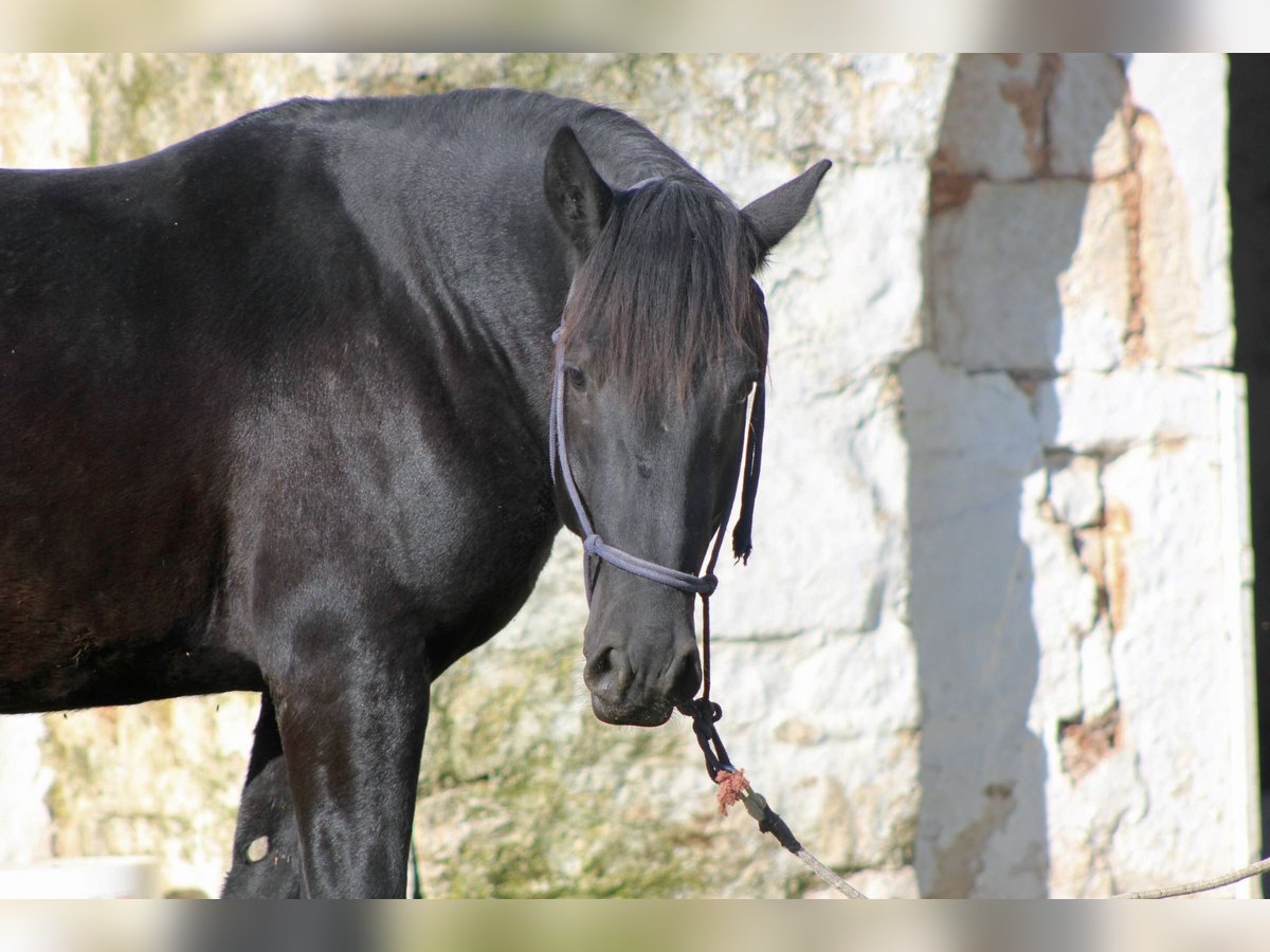 Murgese/caballo de las Murgues Semental 2 años 161 cm Negro in Martina Franca