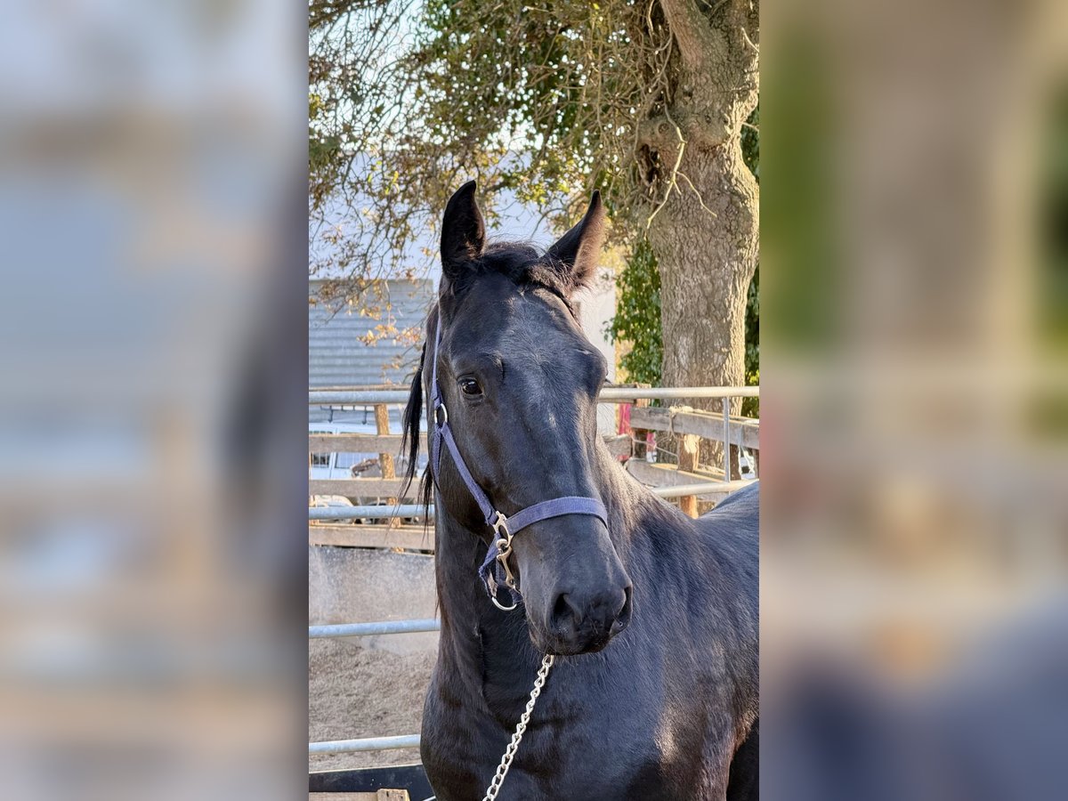 Murgese/caballo de las Murgues Semental 2 años 165 cm Negro in Martina Franca