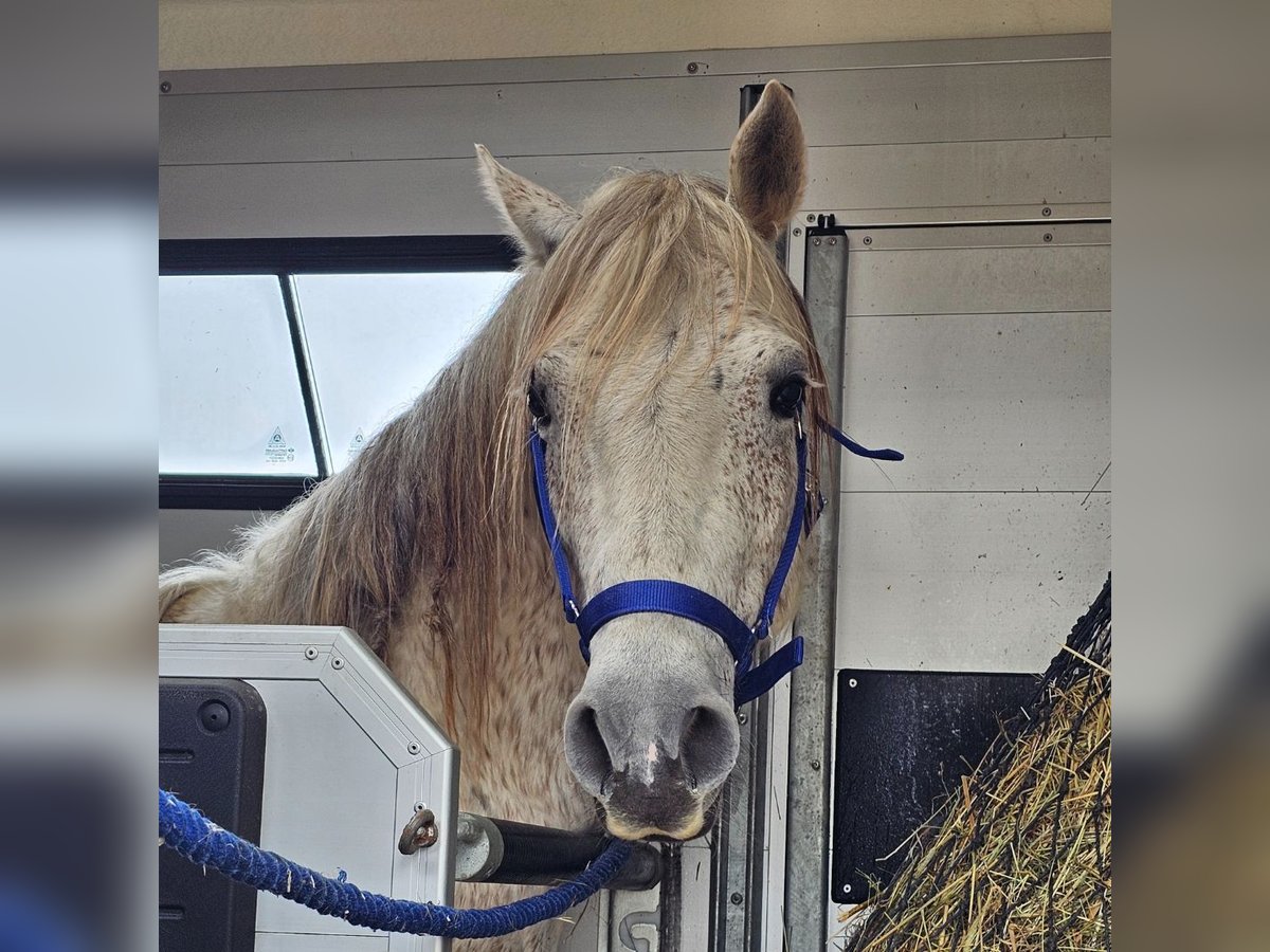 Mustang (american) Gelding 12 years 14,2 hh Gray in Münsingen