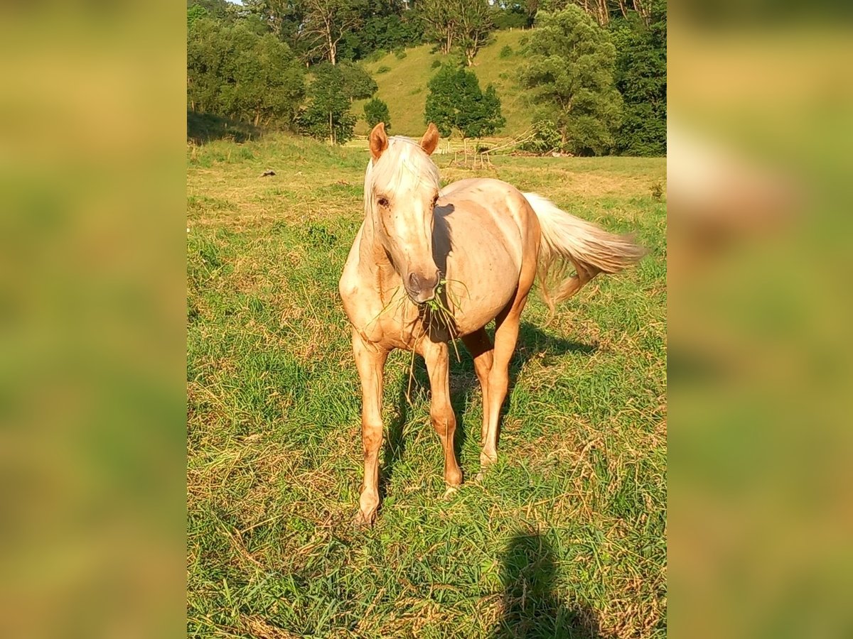 Mustang (american) Gelding 2 years 14,2 hh in Schwäbisch Hall