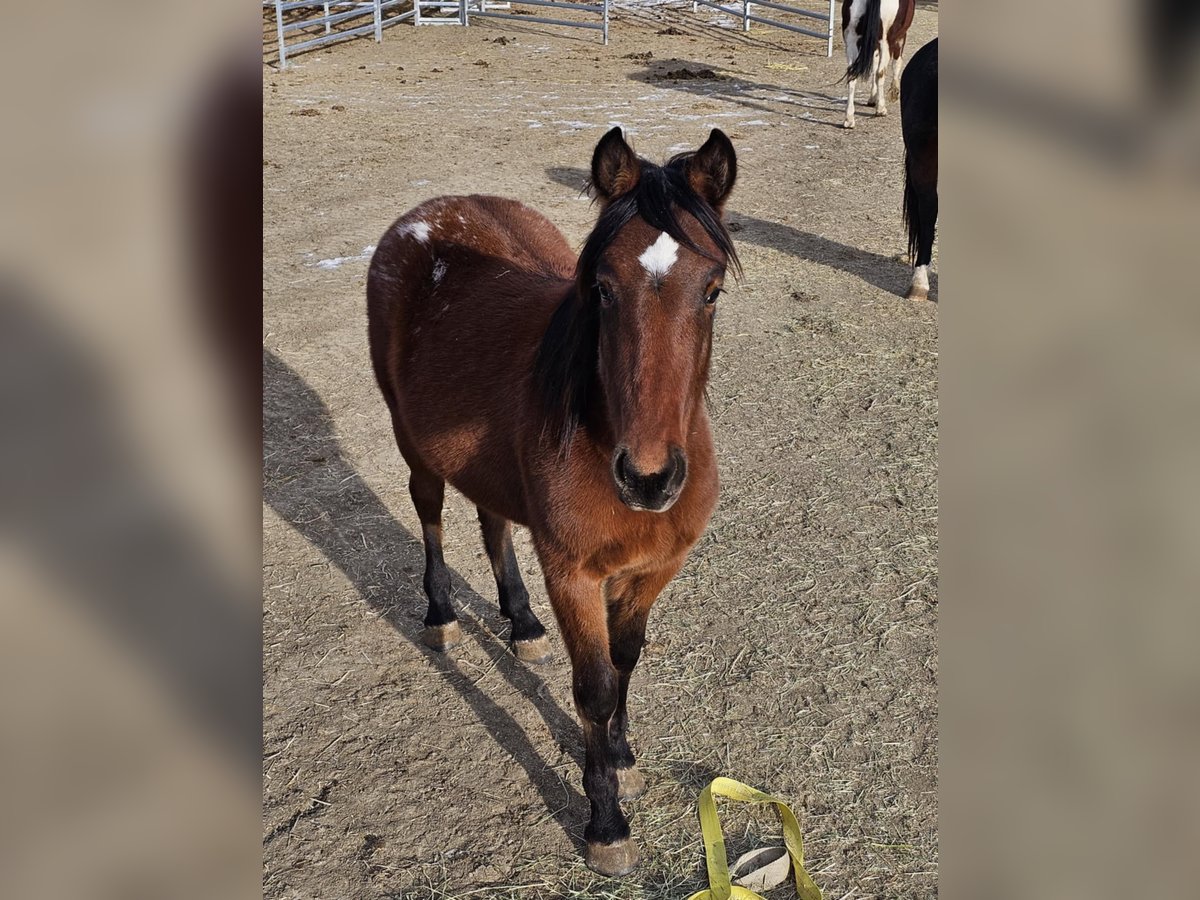 Mustang (american) Gelding 2 years 14,3 hh Leopard-Piebald in USA