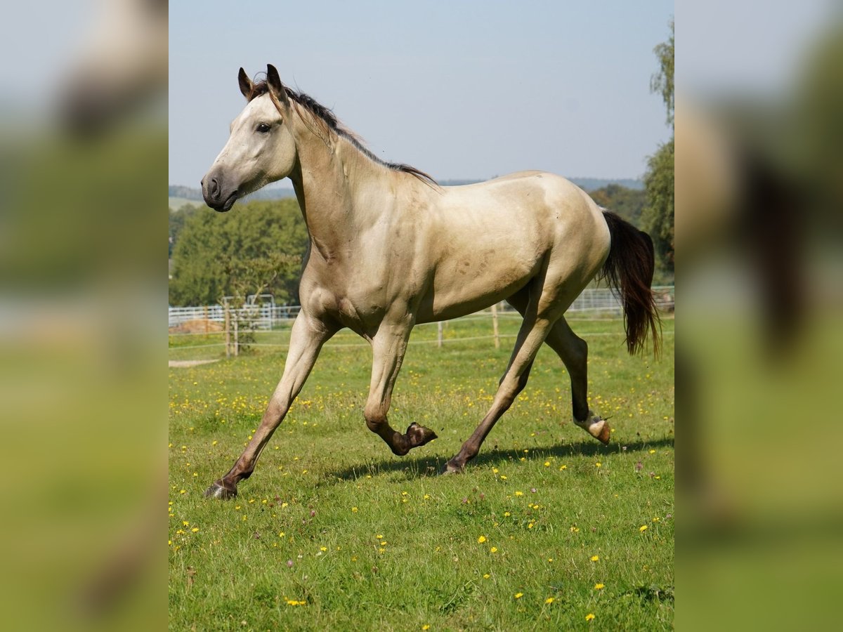 Mustang (american) Gelding 3 years 14,2 hh Buckskin in Taunusstein