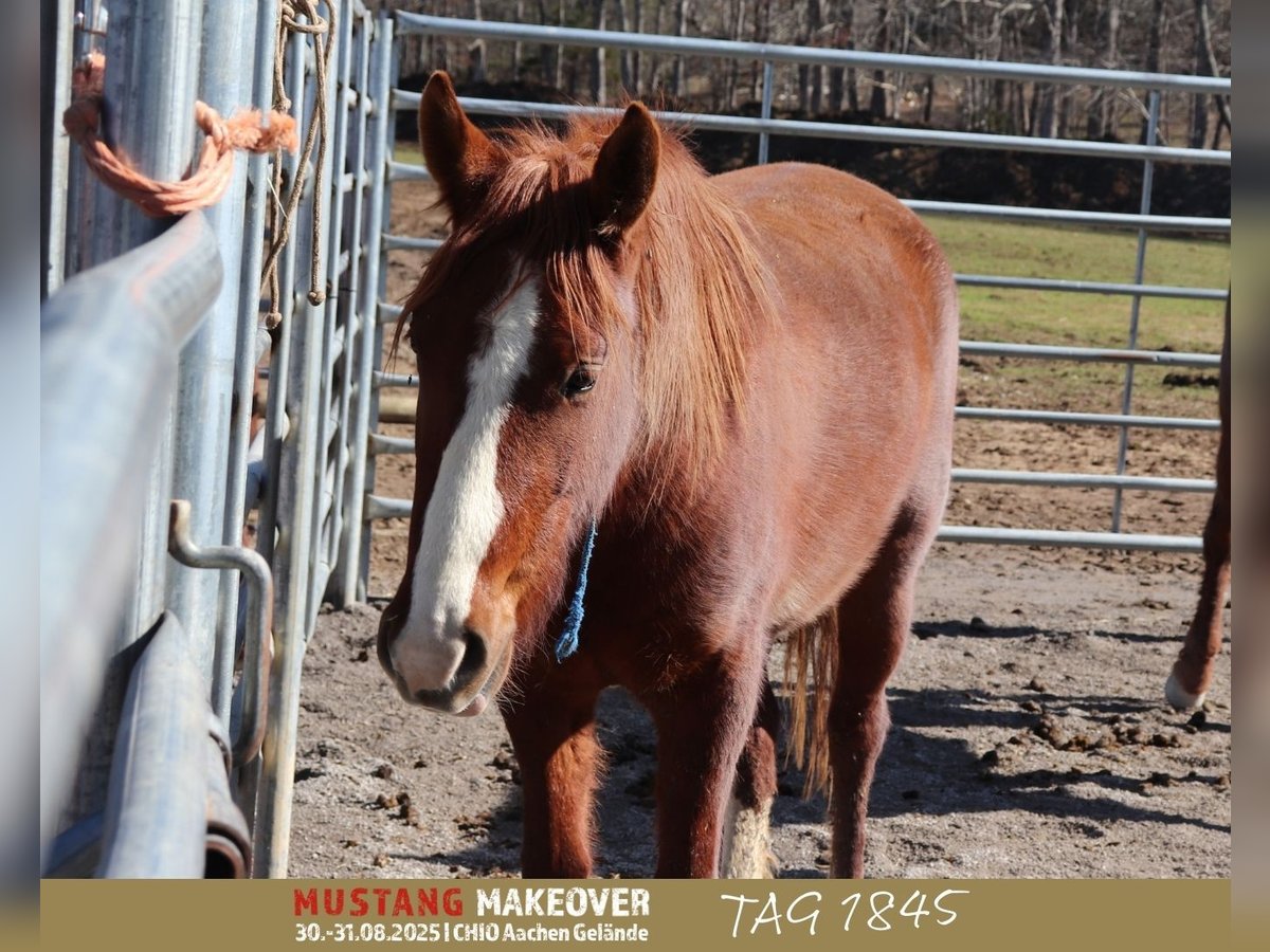 Mustang (american) Gelding 3 years 14,2 hh Chestnut-Red in USA