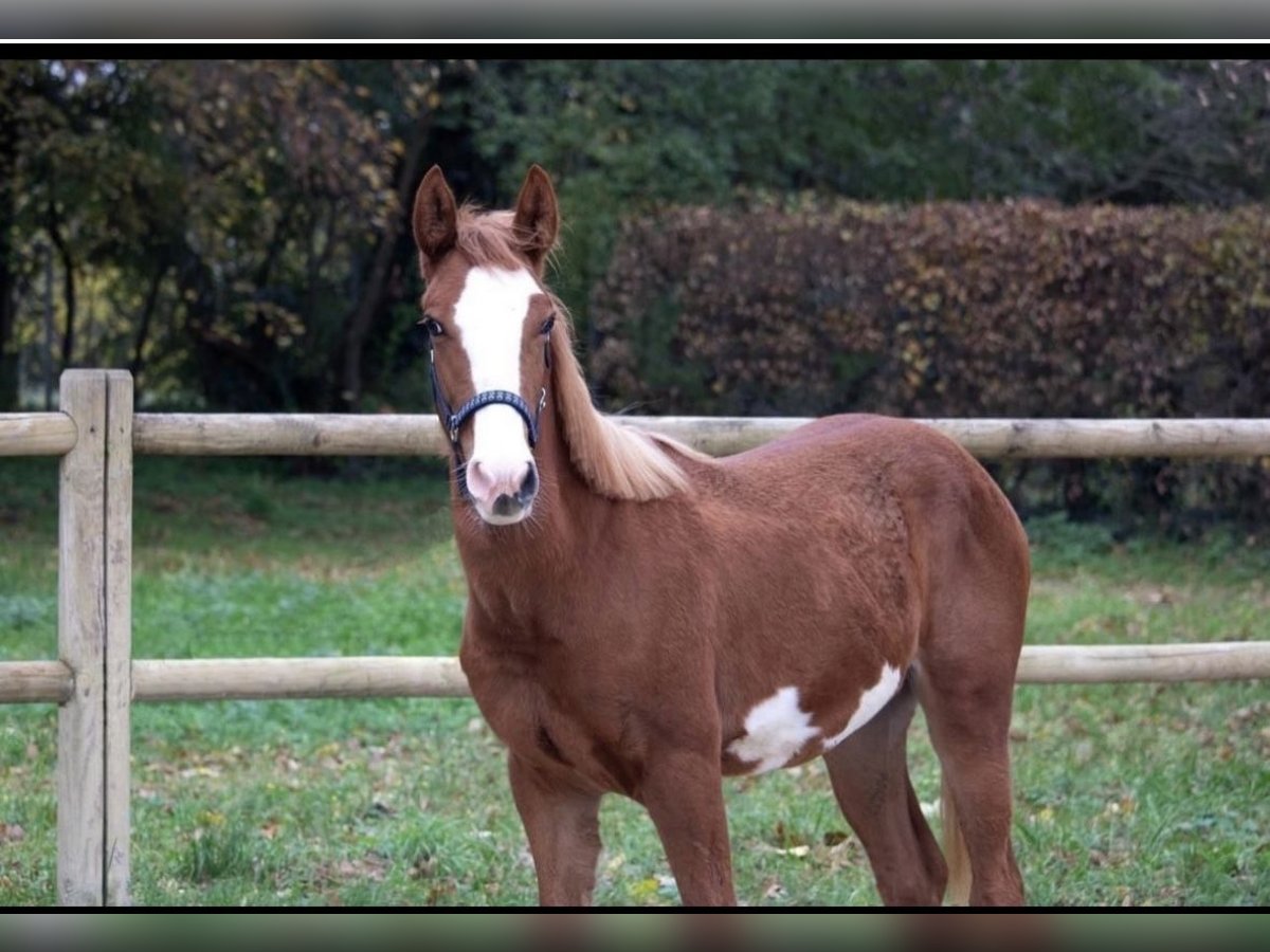 Mustang (american) Gelding 3 years 14,2 hh Pinto in Fleischwangen