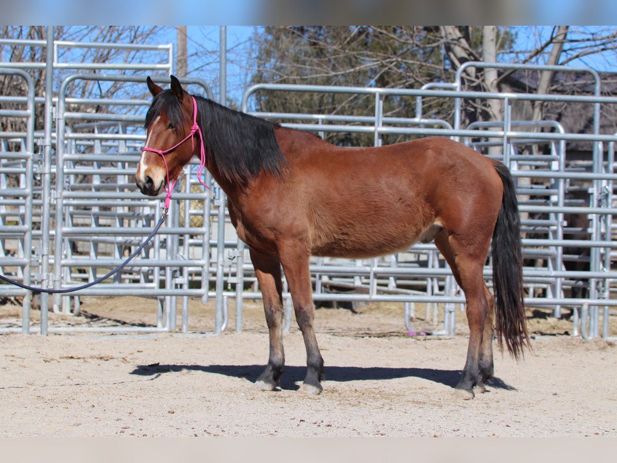 Mustang (american) Gelding 4 years 14,1 hh Brown in USA