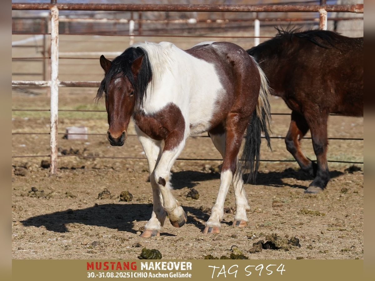 Mustang (american) Gelding 4 years 14,2 hh Pinto in Taunusstein