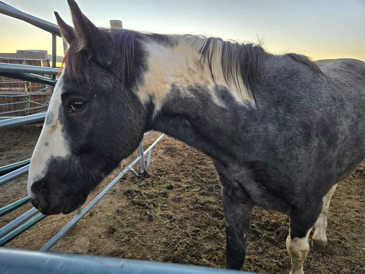 Mustang (american) Gelding 4 years 14,2 hh Roan-Blue in Kirchheim