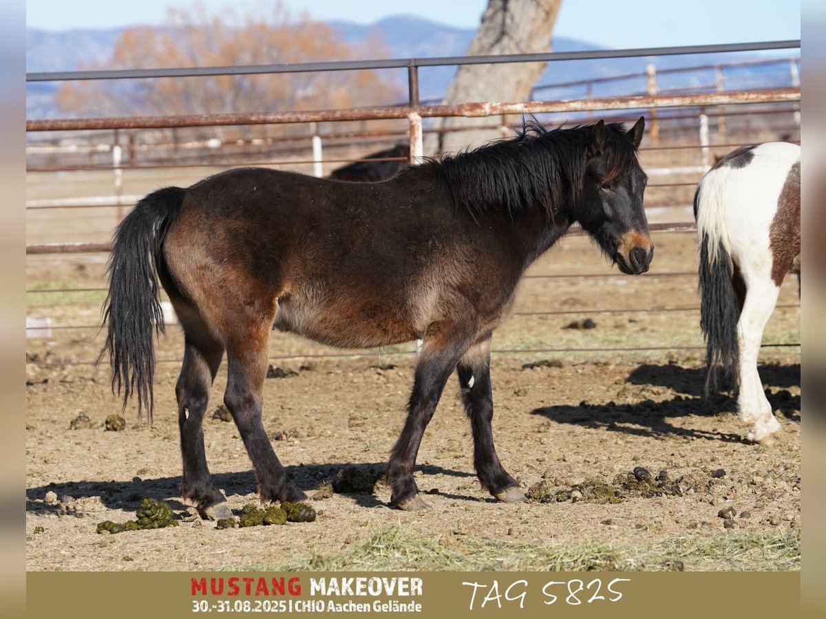 Mustang (american) Gelding 4 years 14,3 hh Buckskin in Taunusstein