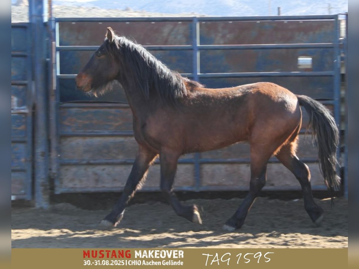 Mustang (american) Gelding 5 years 14,2 hh Brown in Taunusstein