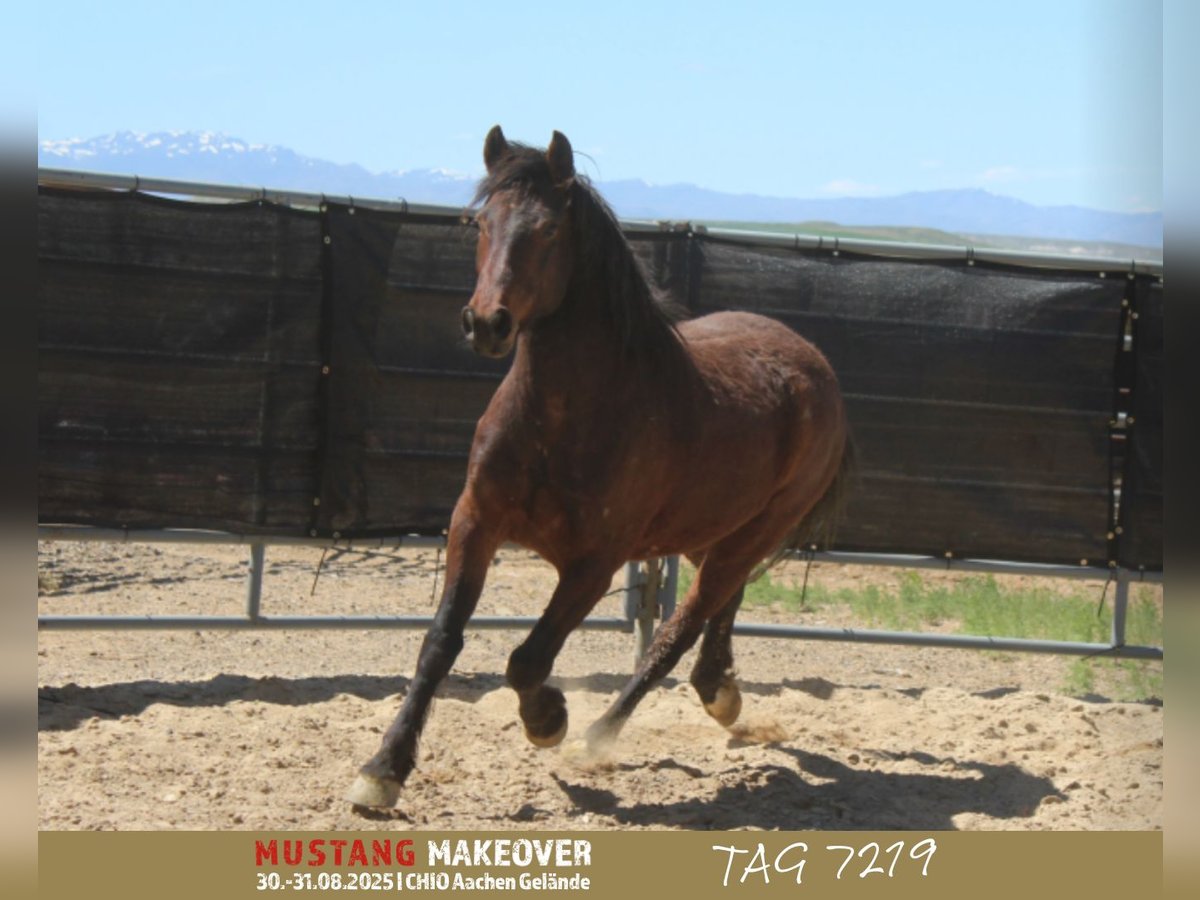 Mustang (american) Gelding 5 years 14,2 hh Brown in Taunusstein