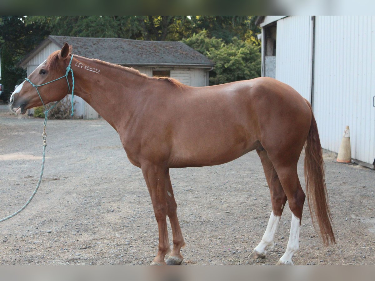 Mustang (american) Gelding 5 years 14,3 hh Chestnut-Red in USA