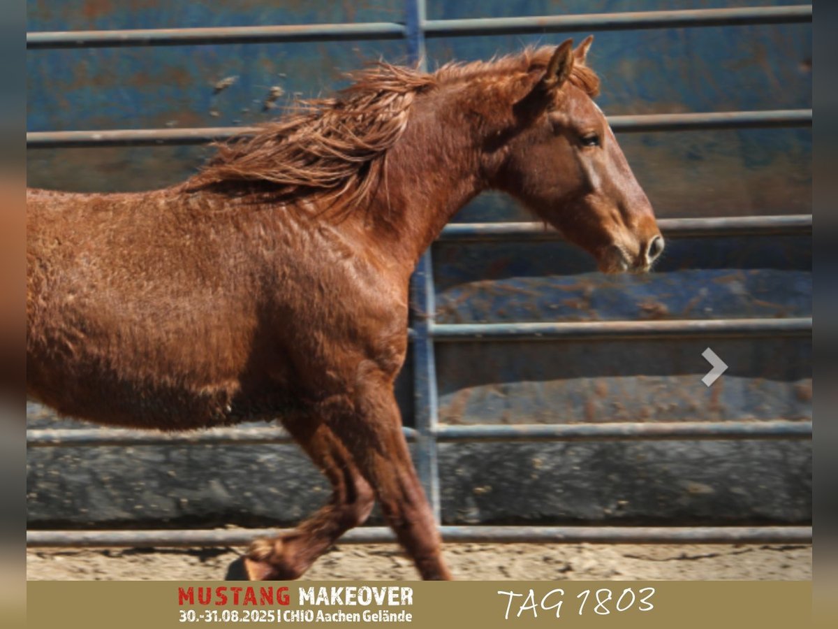 Mustang (american) Gelding 5 years 15 hh Chestnut-Red in Taunusstein