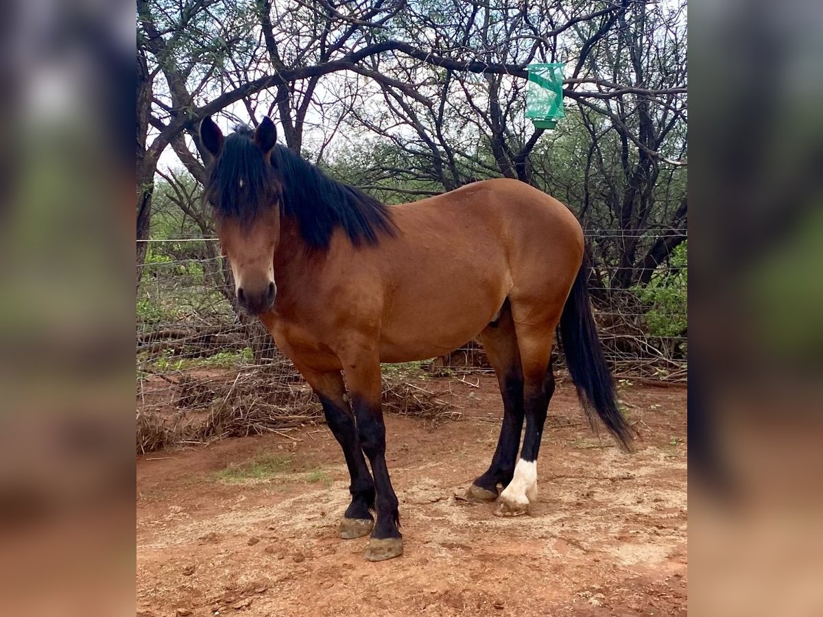 Mustang (american) Gelding 6 years 15 hh Brown in Sierra Vista, Arizona