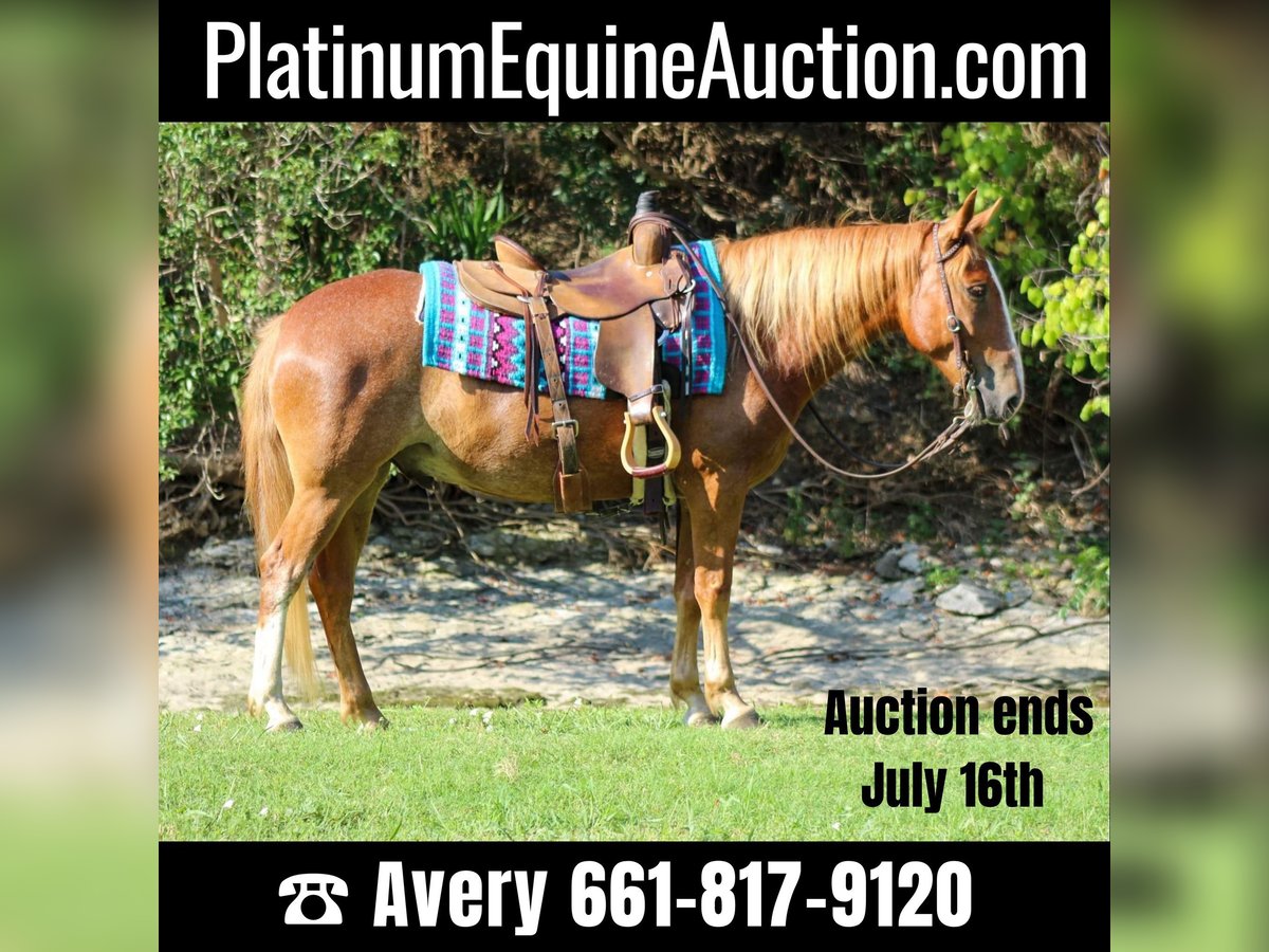 Mustang (american) Gelding 7 years 14,1 hh Sorrel in Stephenville TX