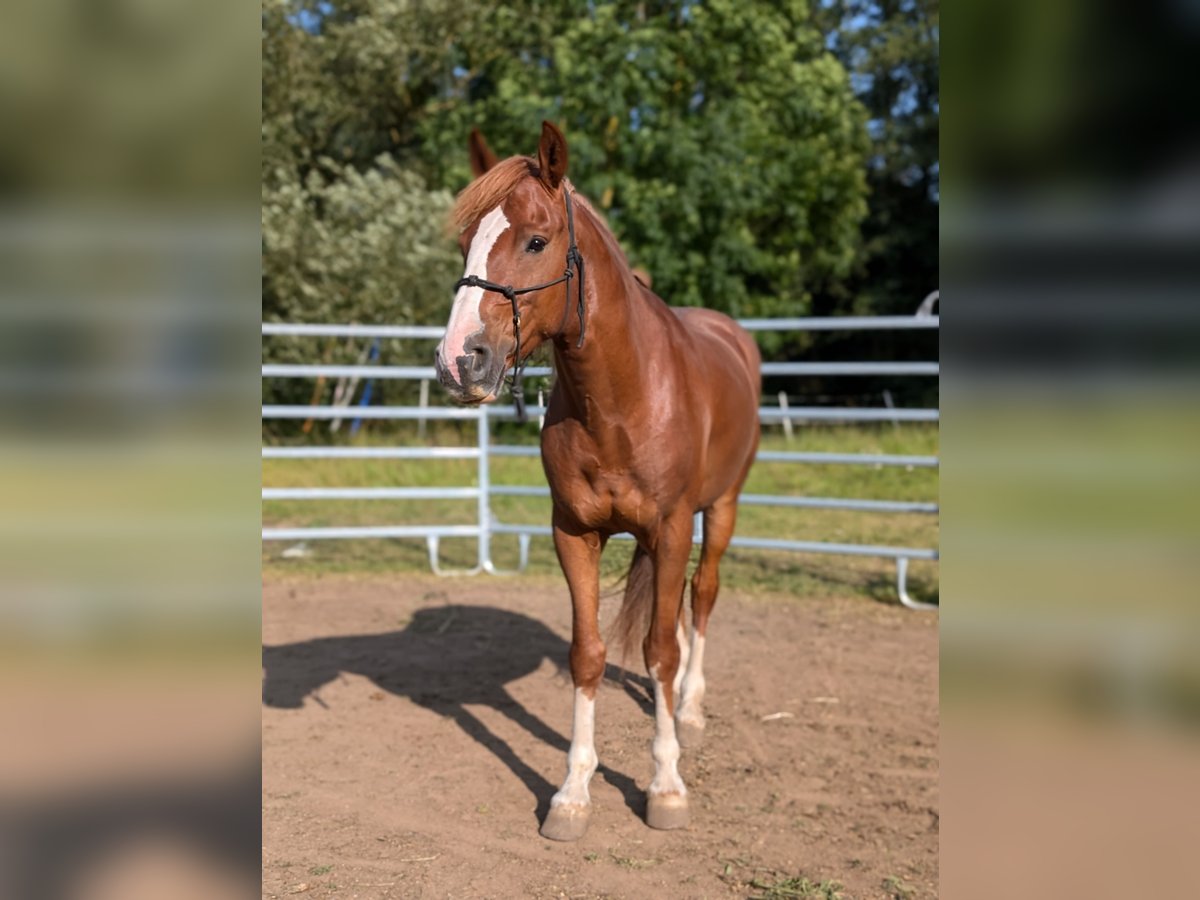 Mustang (american) Gelding 8 years 14,2 hh Chestnut-Red in Taunusstein