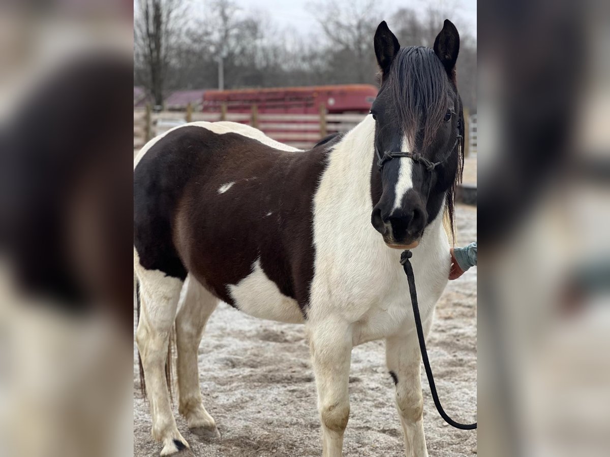 Mustang (american) Gelding 9 years 14,1 hh Pinto in USA