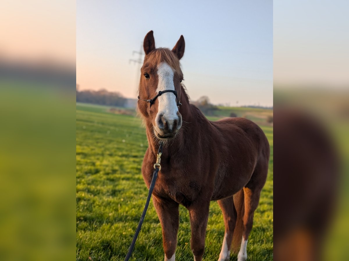 Mustang (american) Gelding 9 years 14,2 hh Chestnut-Red in Taunusstein